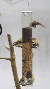 finches 014